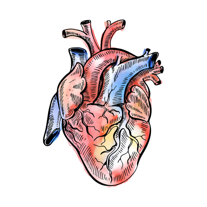 Il cuore 